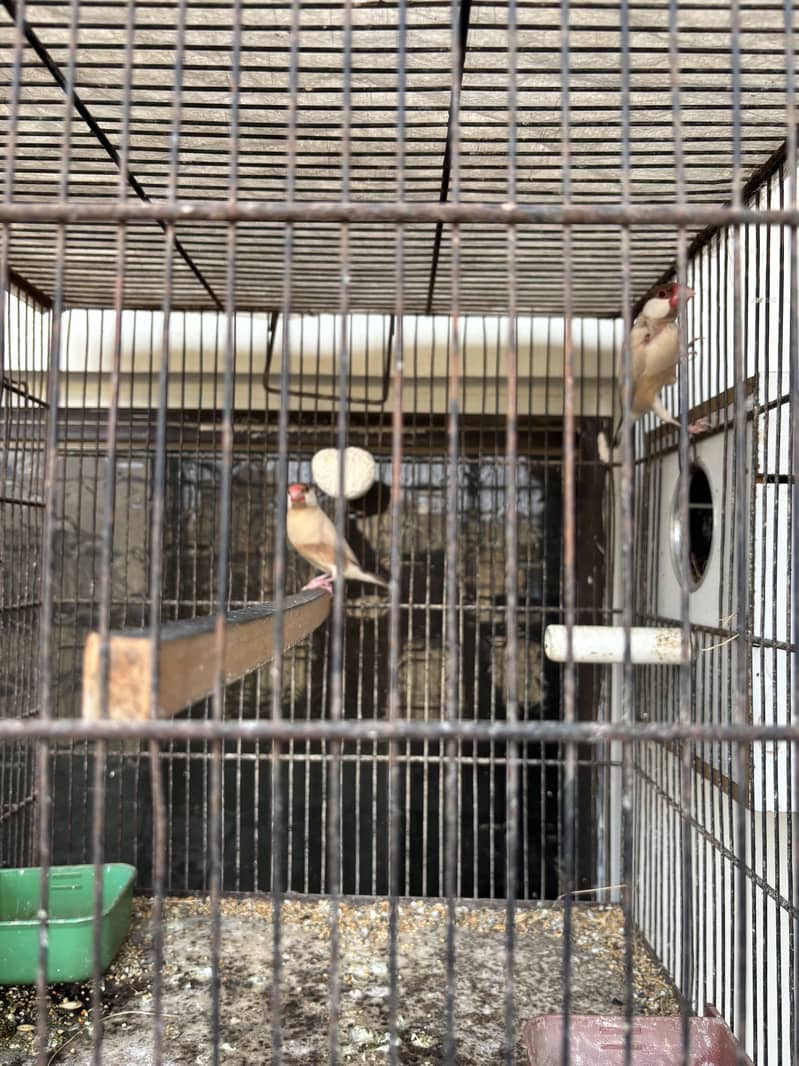 Budguie and Java pair available with cage 4