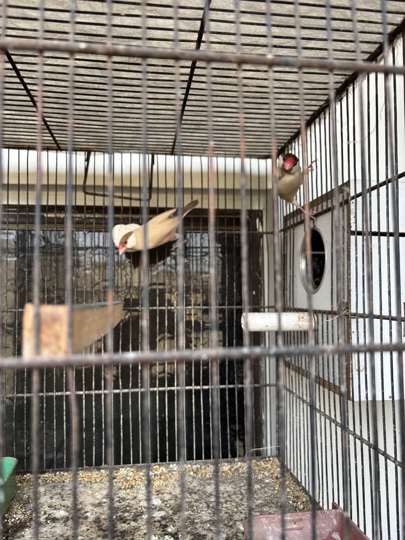 Budguie and Java pair available with cage 5