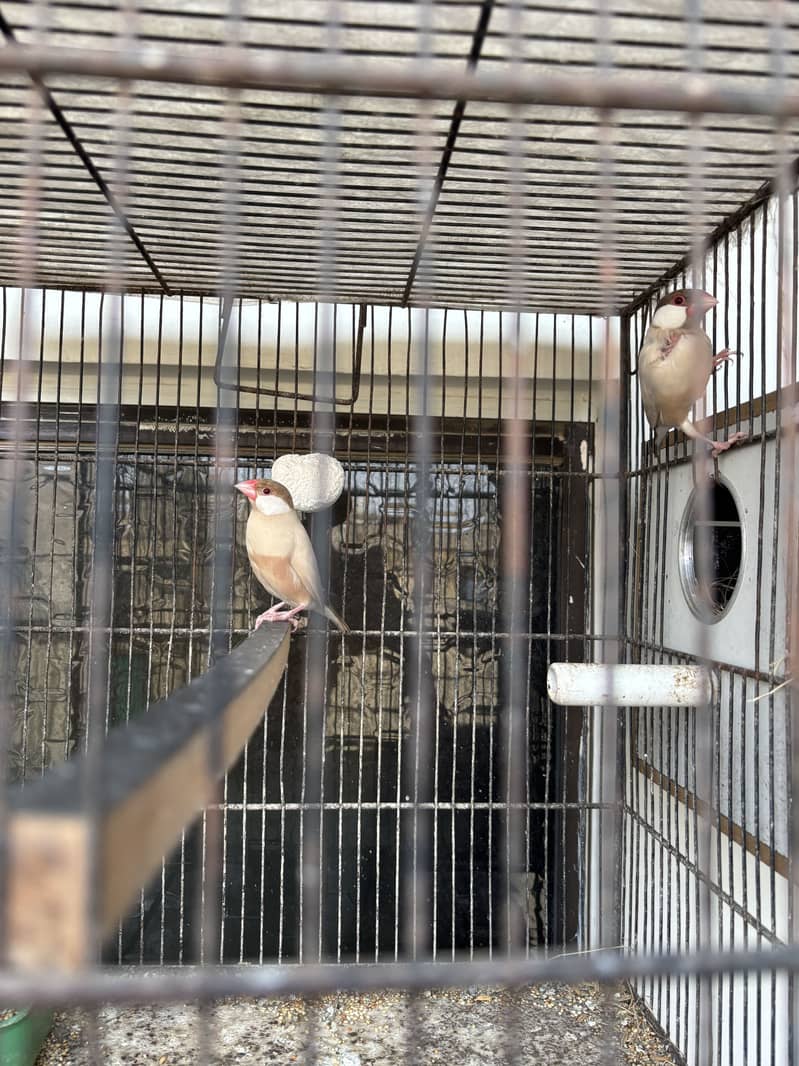 Budguie and Java pair available with cage 7