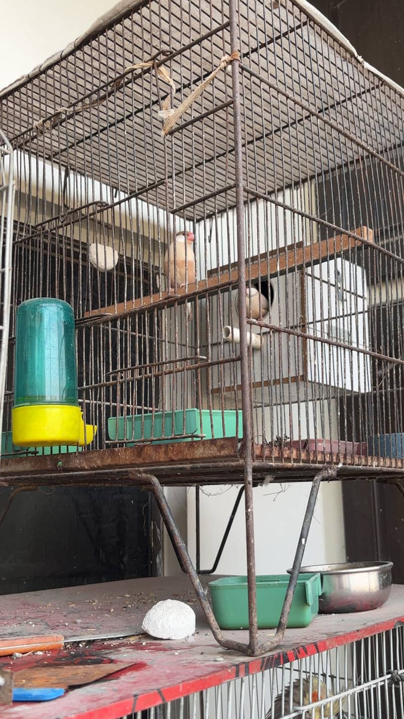 Budguie and Java pair available with cage 8