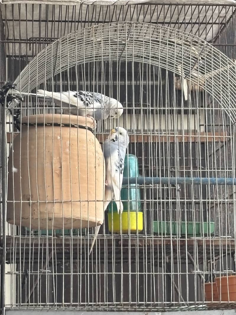 Budguie and Java pair available with cage 10