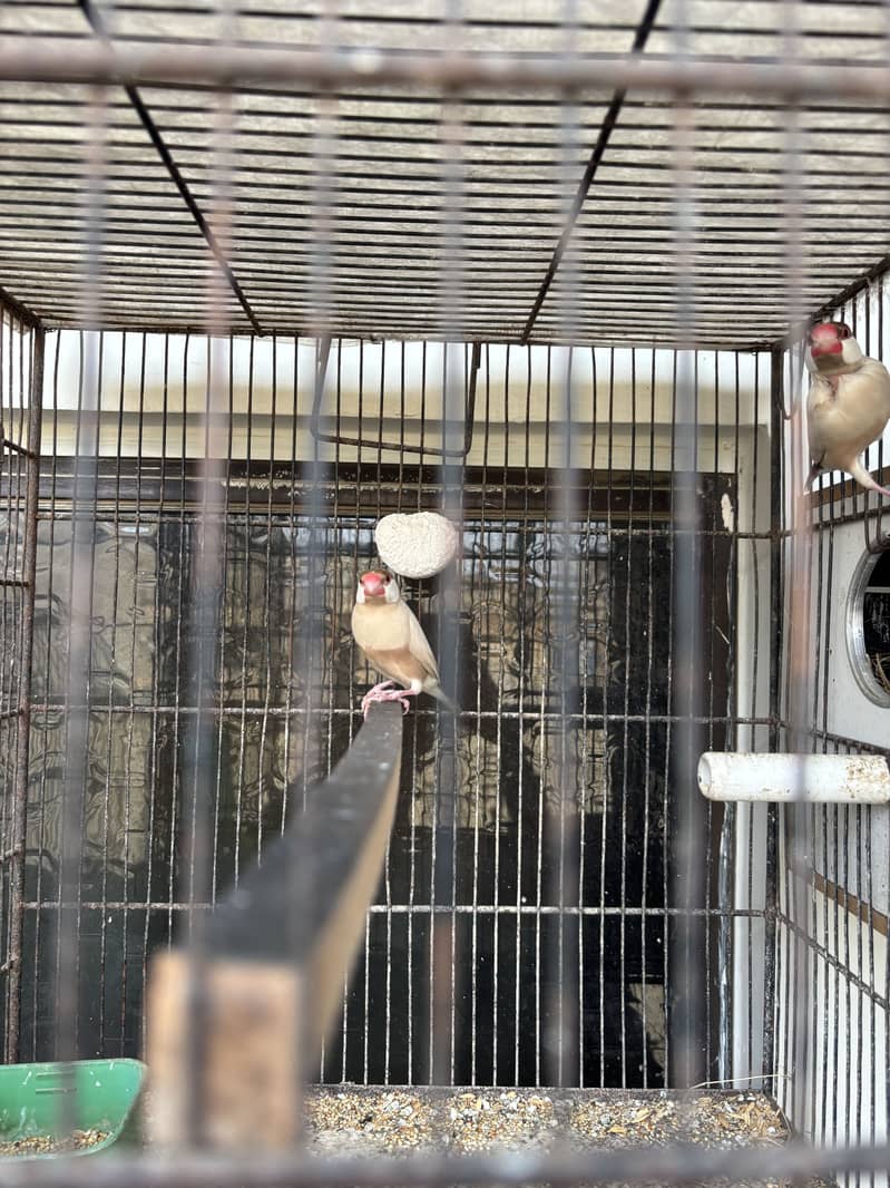 Budguie and Java pair available with cage 11