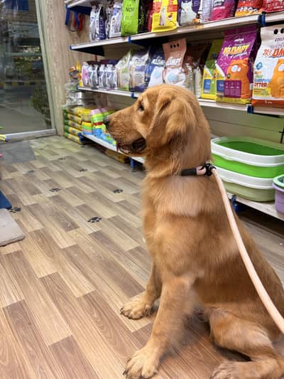 golden retriever
