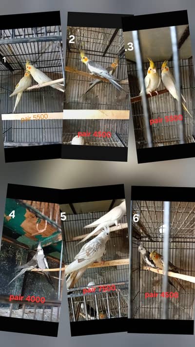 Cocktails breeder pairs ( o32o644l878)