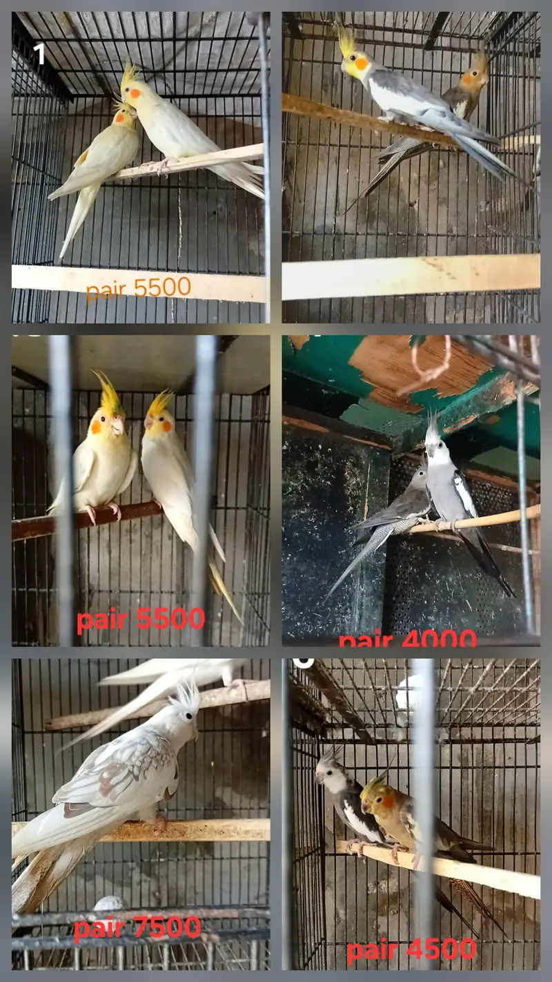 Cocktails breeder pairs ( o32o644l878) — photo 2