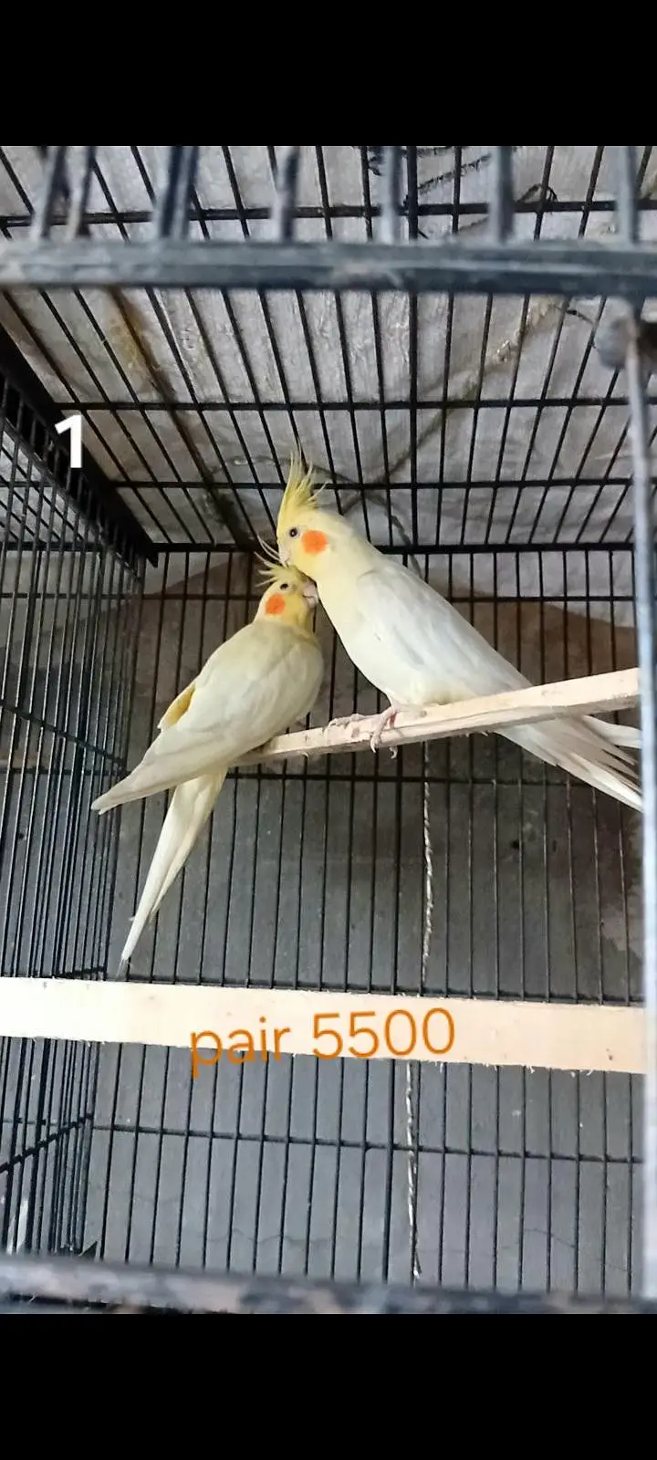 Cocktails breeder pairs ( o32o644l878) — photo 3