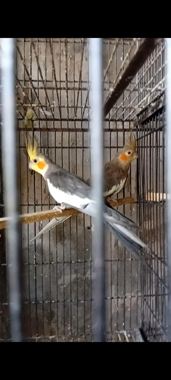 Cocktails breeder pairs ( o32o644l878) — photo 4