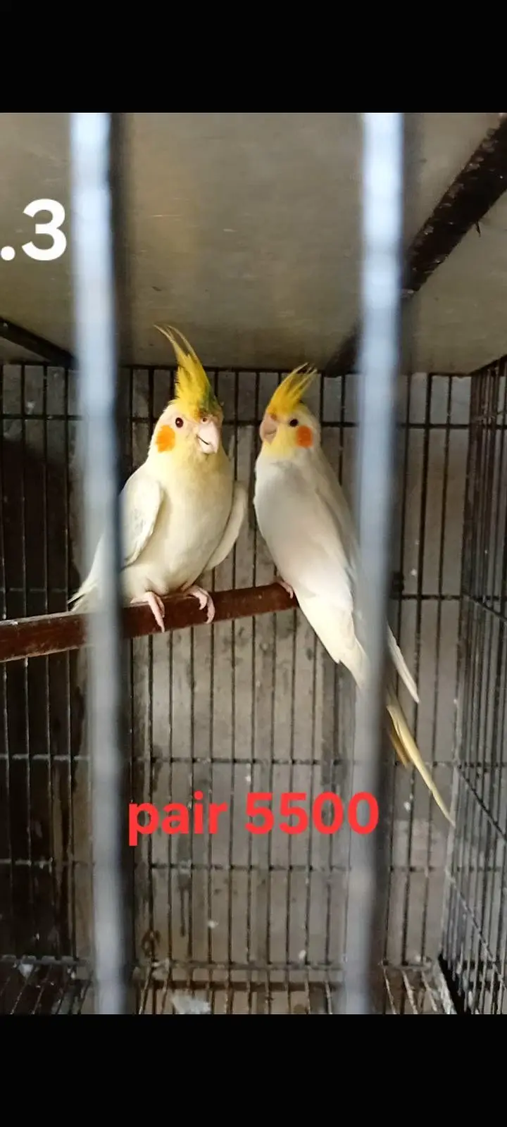 Cocktails breeder pairs ( o32o644l878) — photo 5
