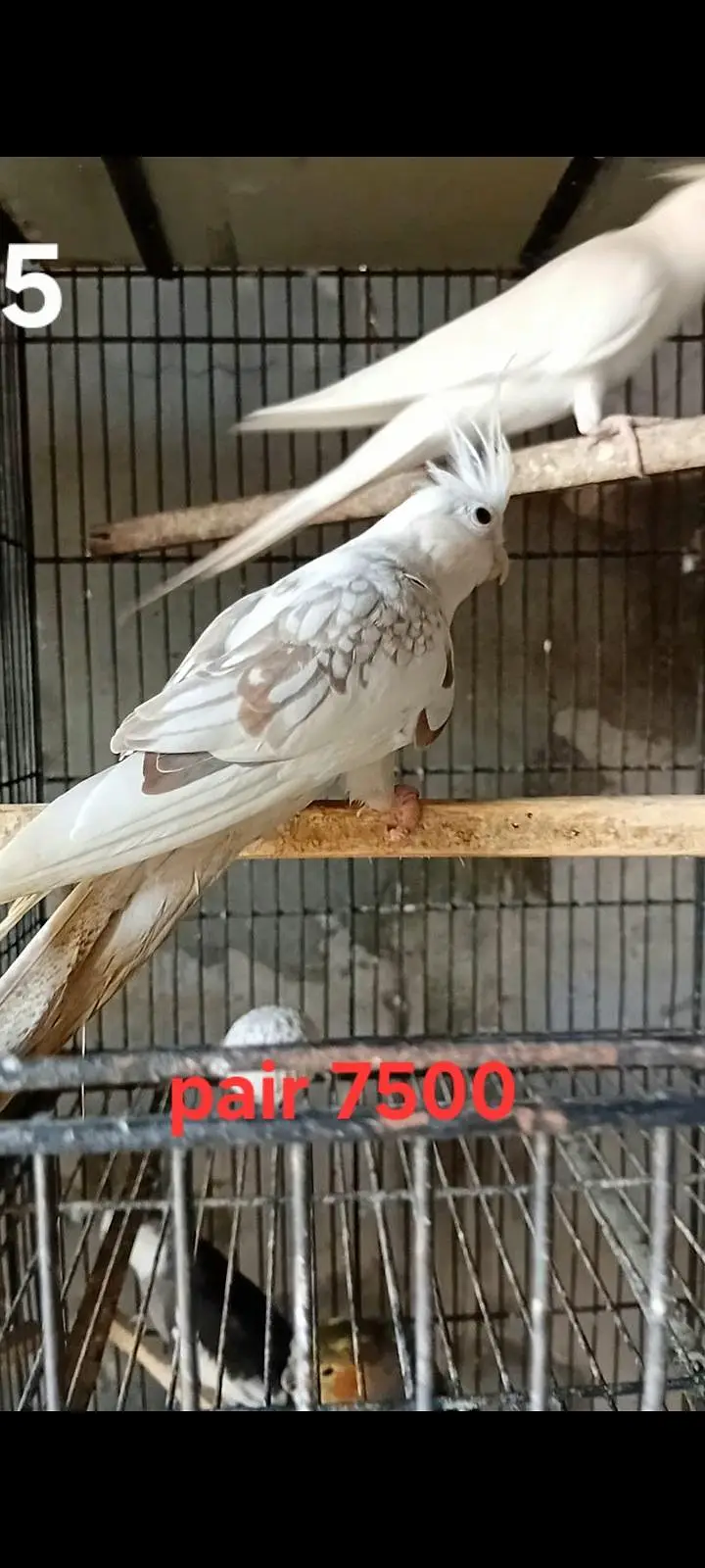 Cocktails breeder pairs ( o32o644l878) — photo 7