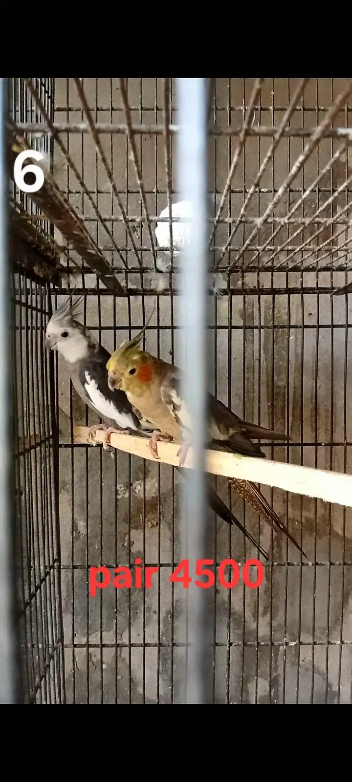 Cocktails breeder pairs ( o32o644l878) — photo 8