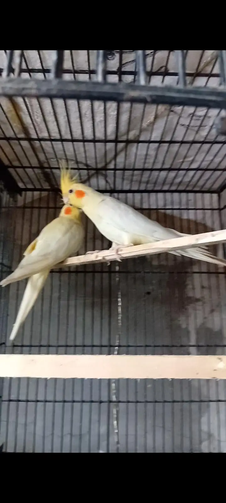 Cocktails breeder pairs ( o32o644l878) — photo 9