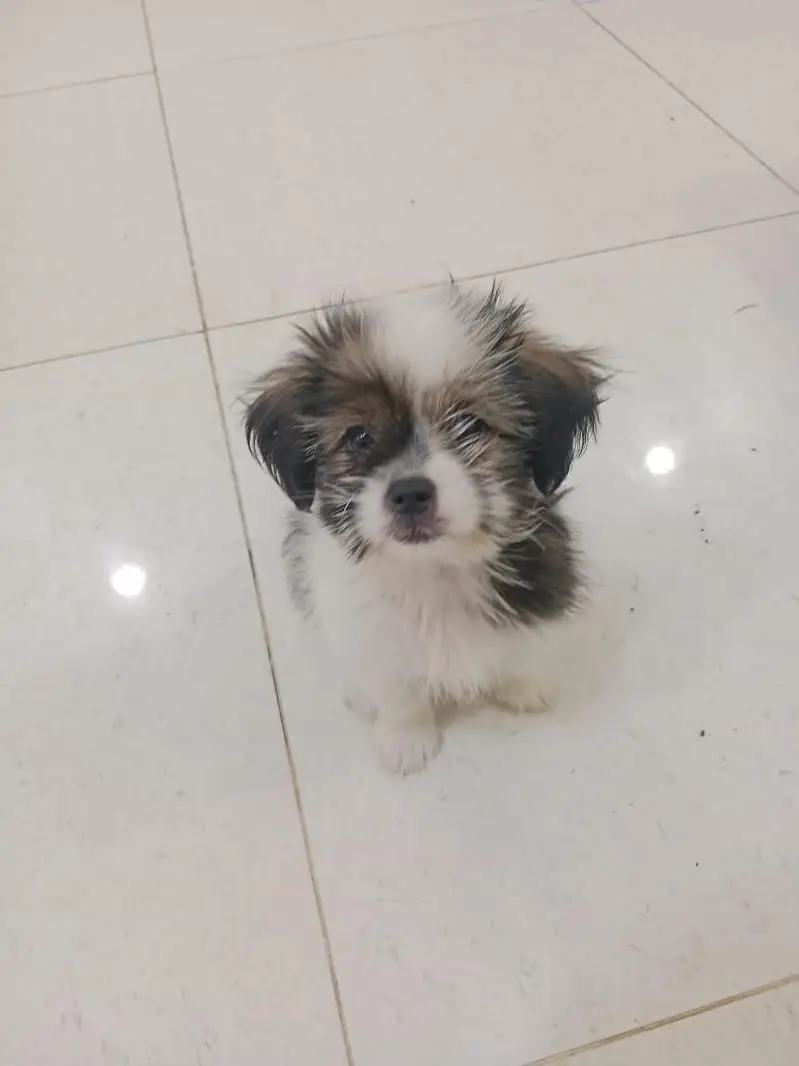 shitzu puppies — photo 2