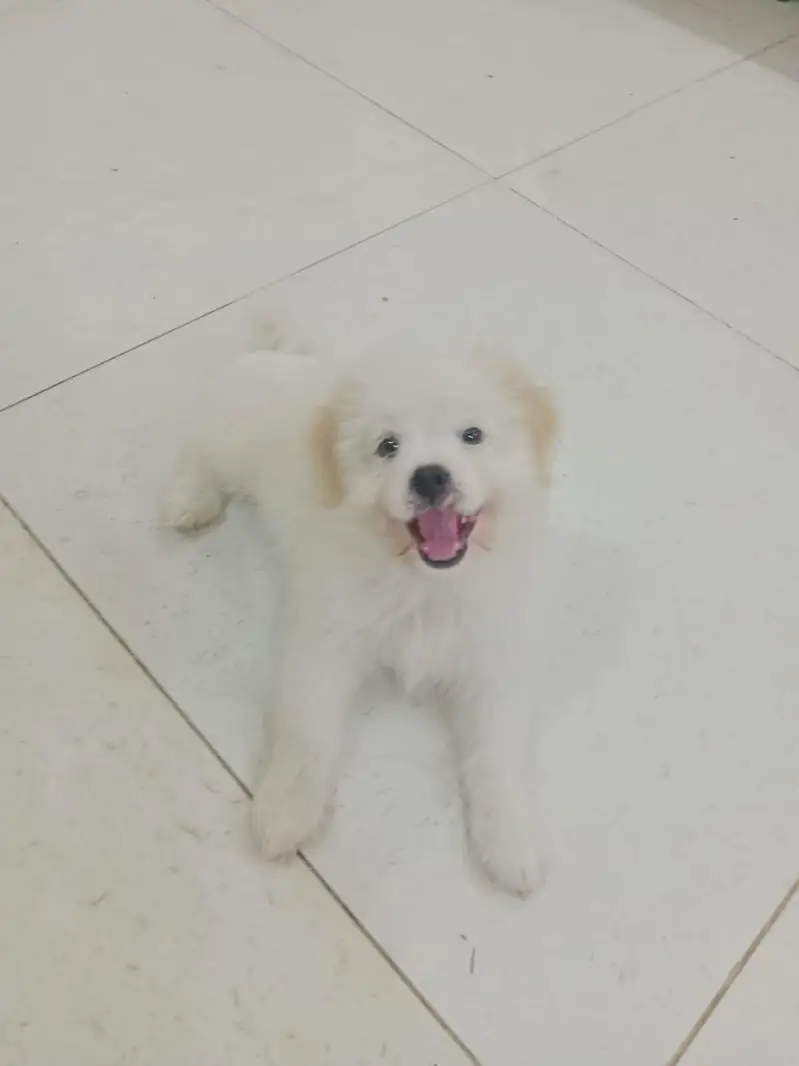 shitzu puppies — photo 3