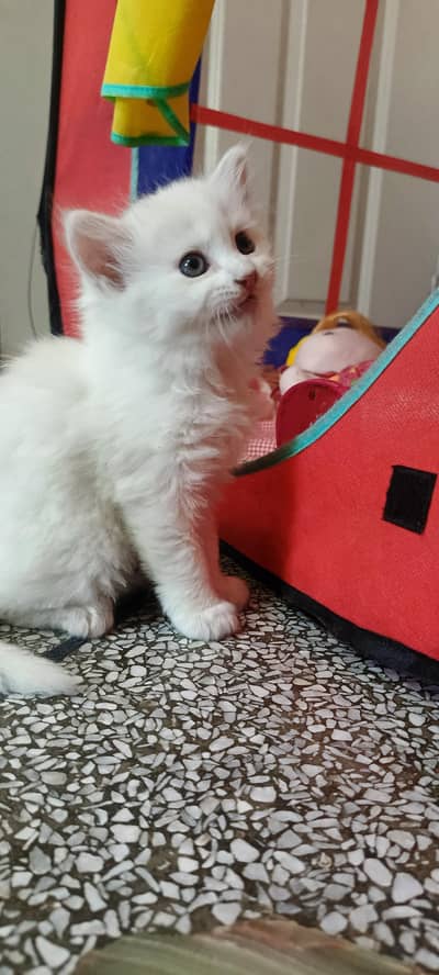 persian kitten