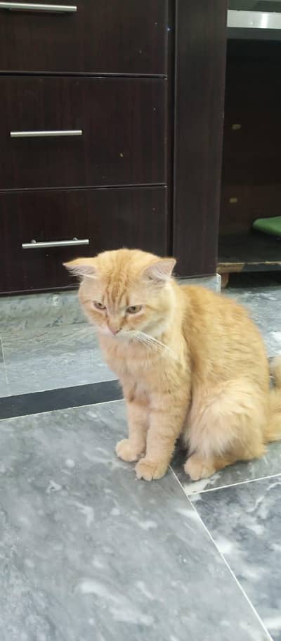 Persian Cat
