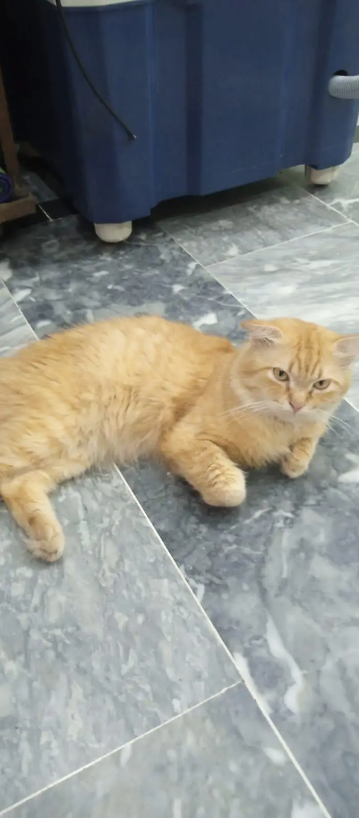 Persian Cat — photo 2