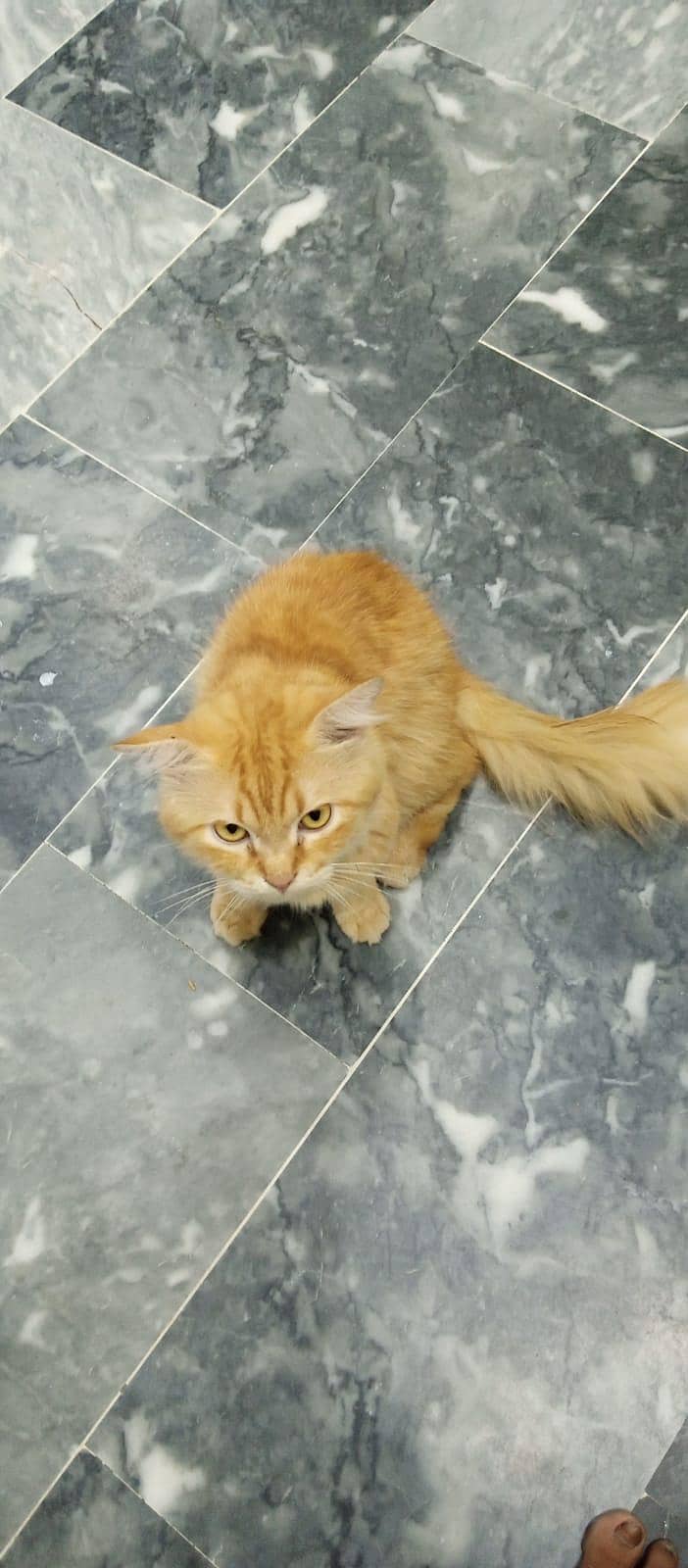 Persian Cat 2