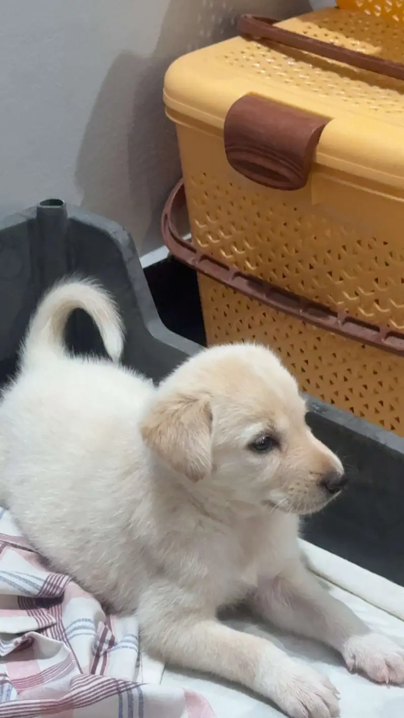 Labrador puppy — photo 2