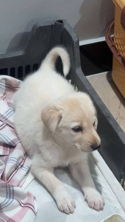 Labrador puppy