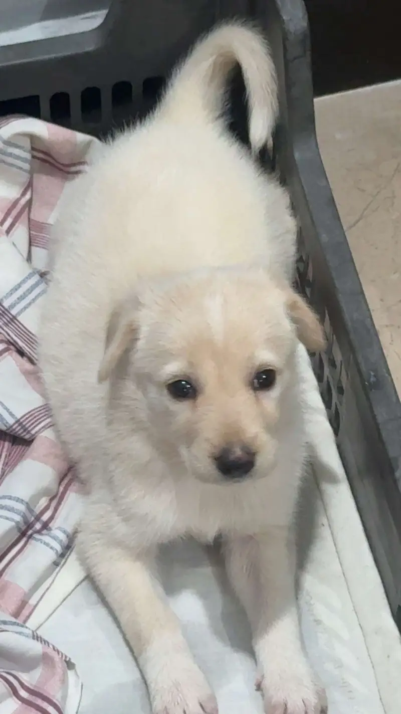 Labrador puppy — photo 3