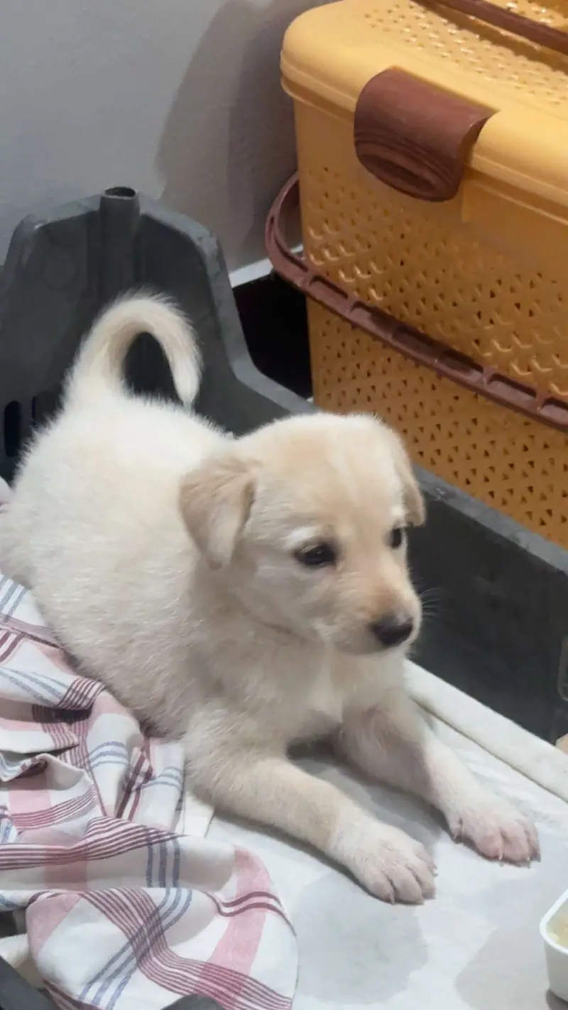 Labrador puppy — photo 4