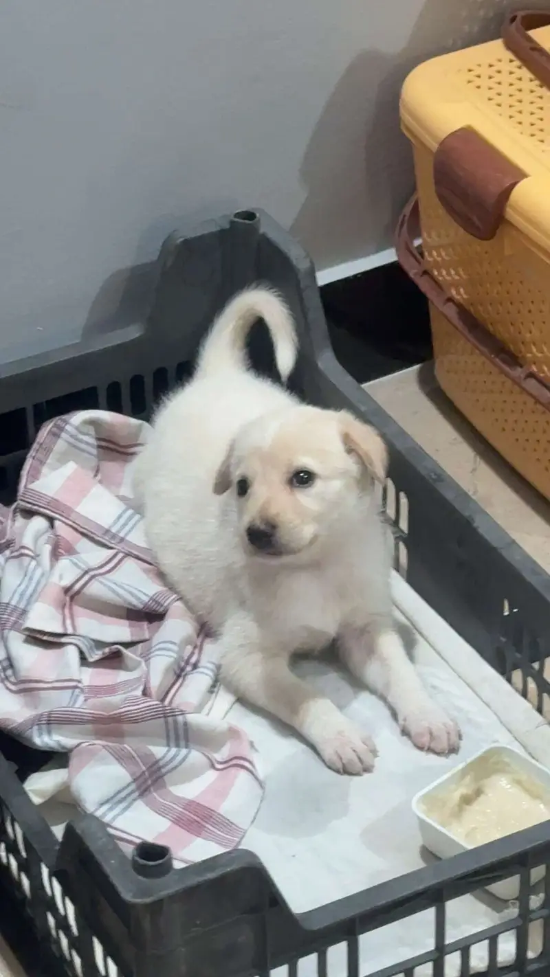 Labrador puppy — photo 5