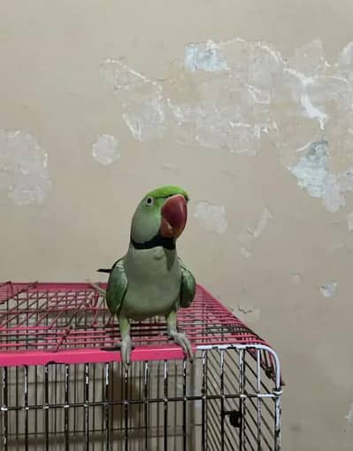 Raw parrot voice train age 12 month 0327====6839===782 my WhatsApp