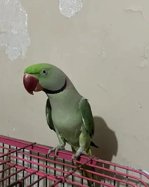 Raw parrot voice train age 12 month 0327====6839===782 my WhatsApp — photo 2