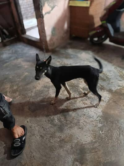 Alsatian Female Dog For Sale