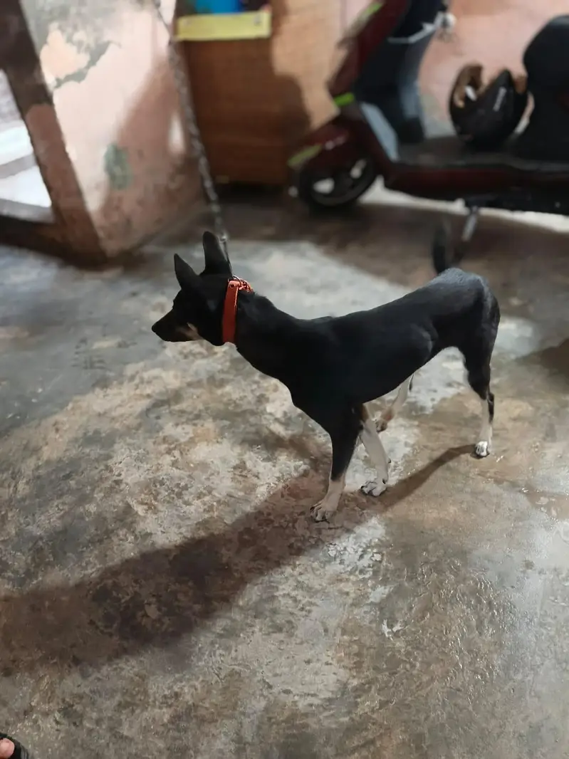 Alsatian Female Dog For Sale — photo 2