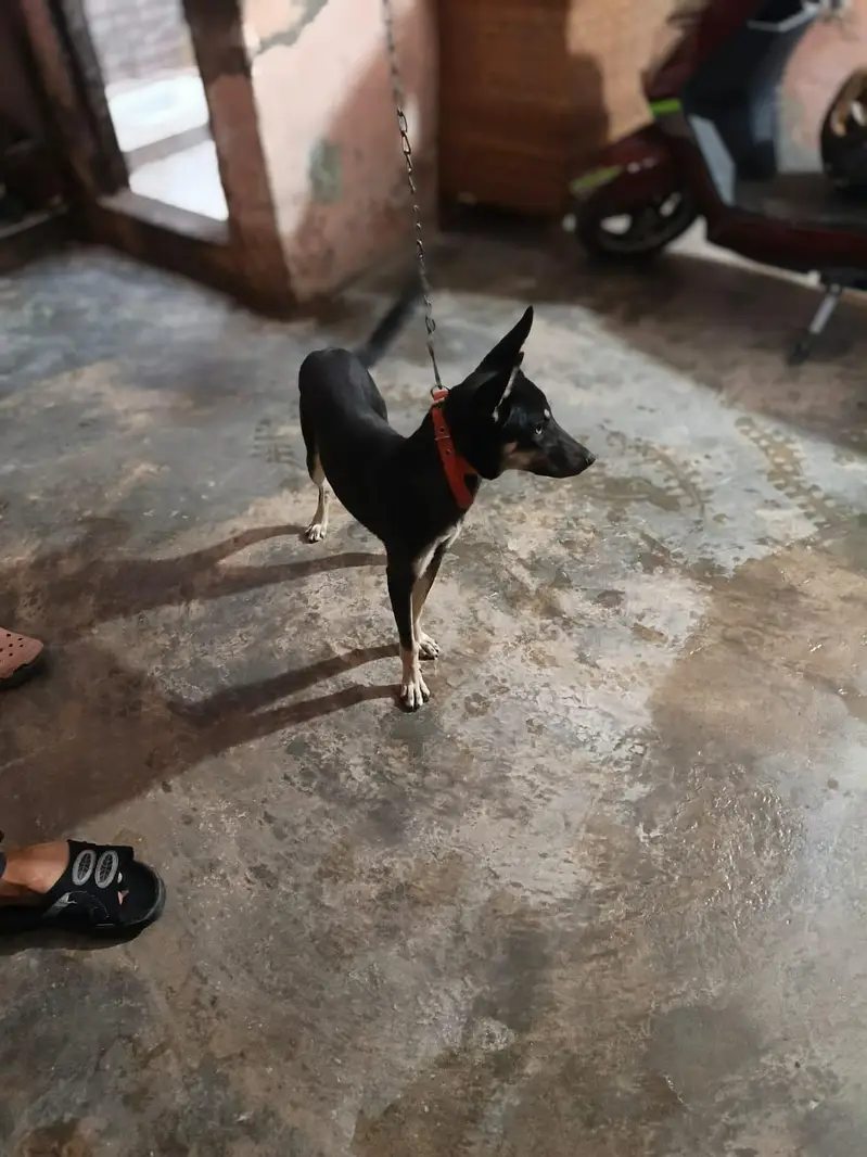 Alsatian Female Dog For Sale — photo 3
