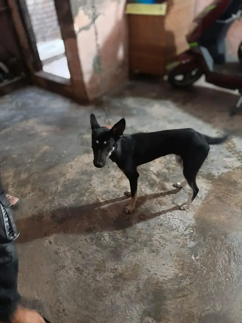 Alsatian Female Dog For Sale — photo 4