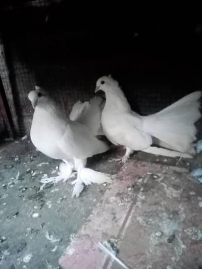 Fantail 3 Males