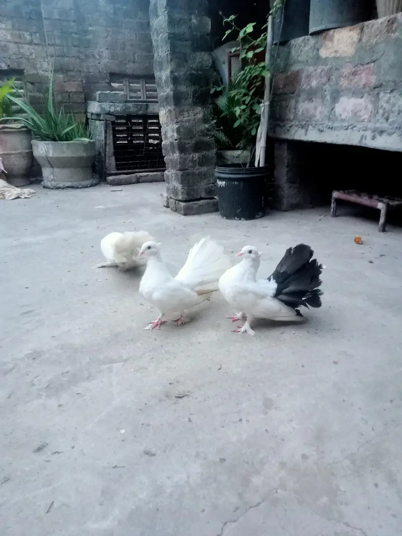 Fantail 3 Males — photo 2