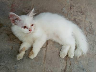 kitten