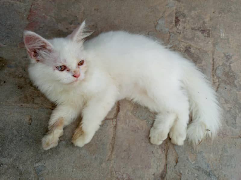 kitten 0