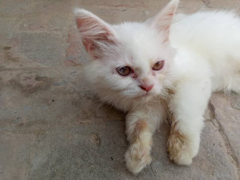 kitten 1
