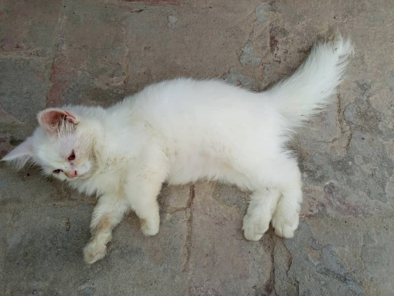 kitten 2