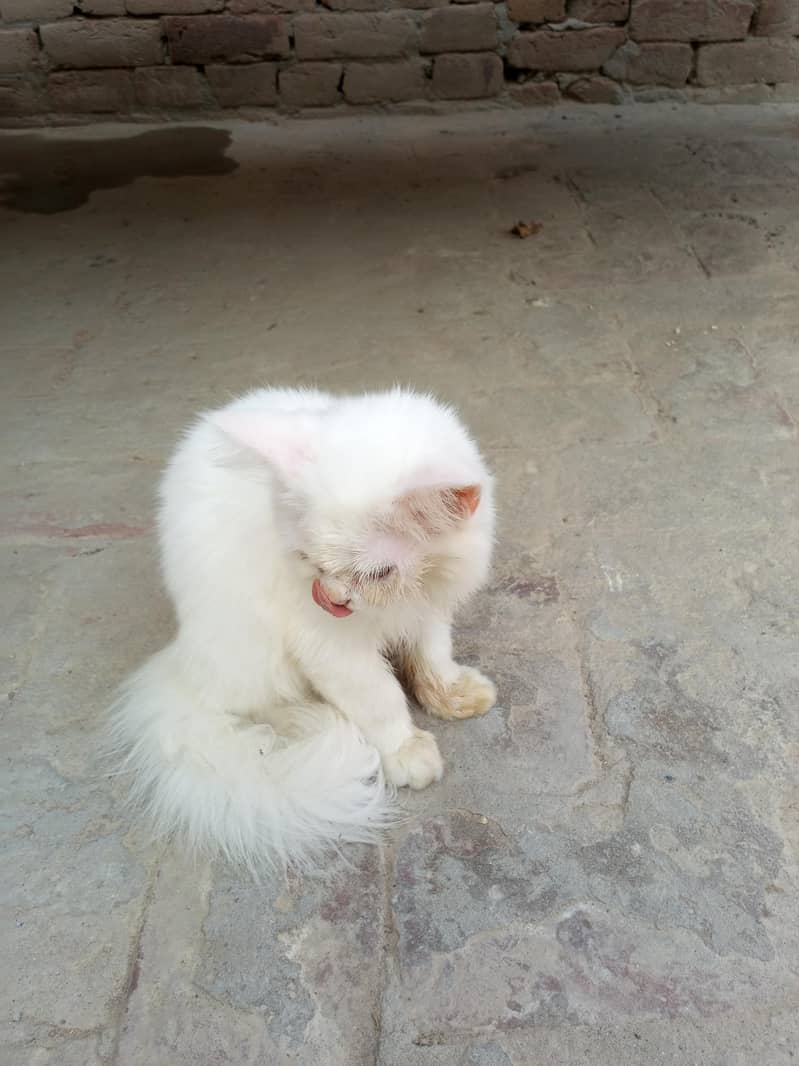 kitten 3