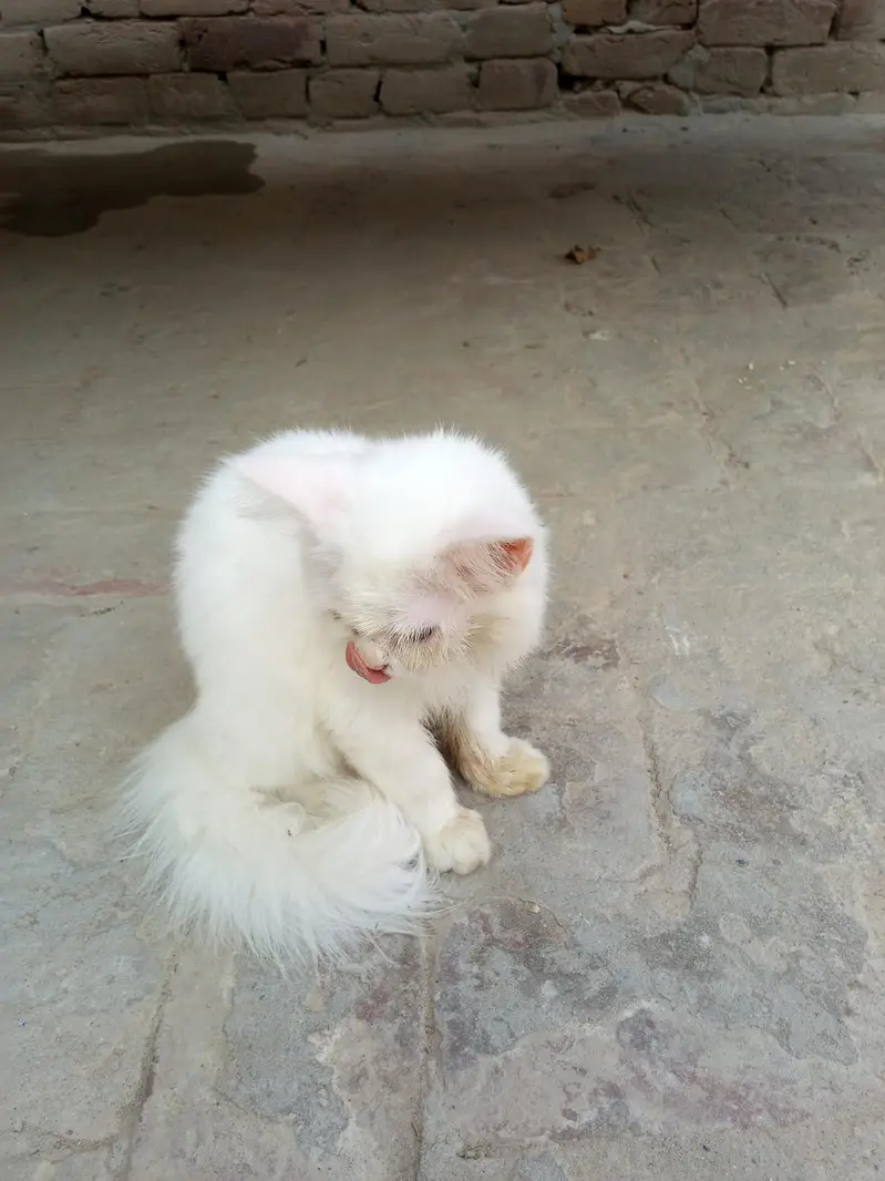 kitten — photo 4