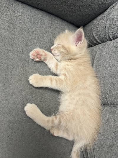 Persian kittens triple and double coated
