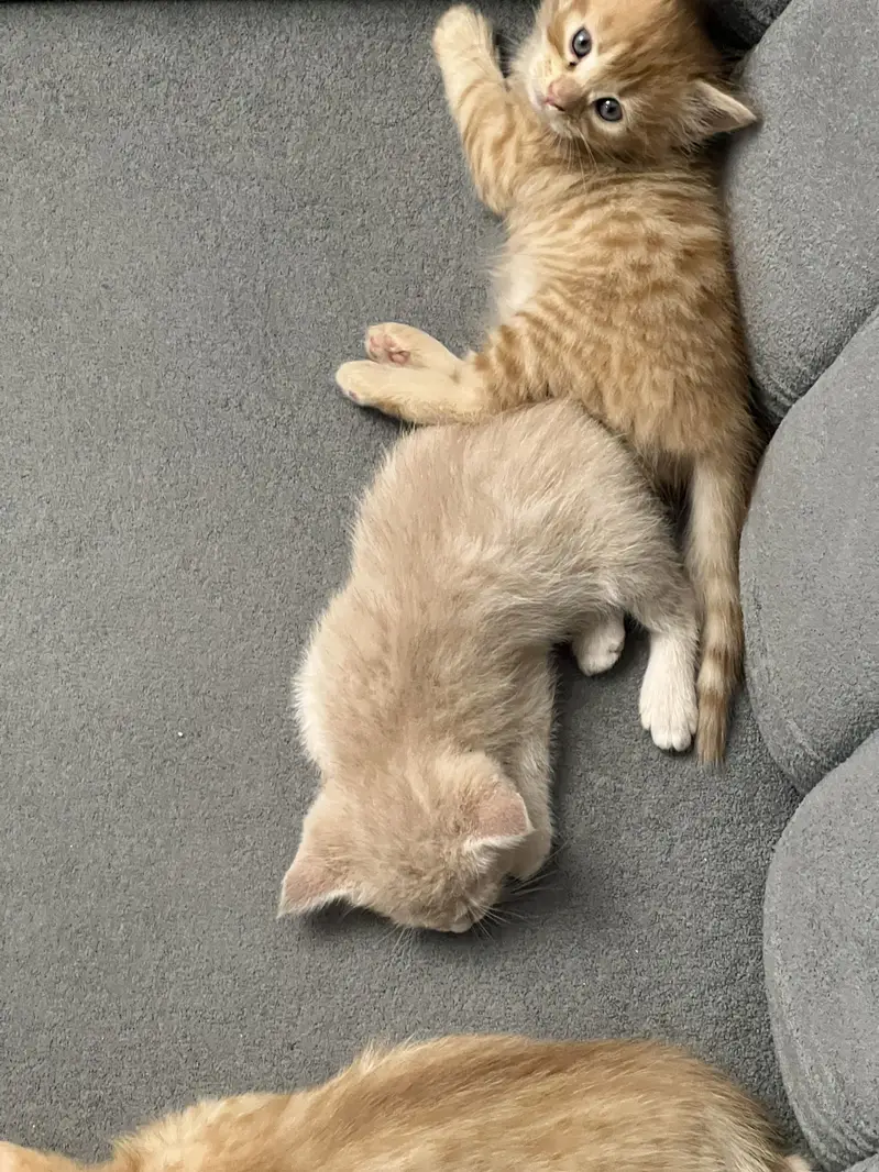 Persian kittens triple and double coated — photo 2