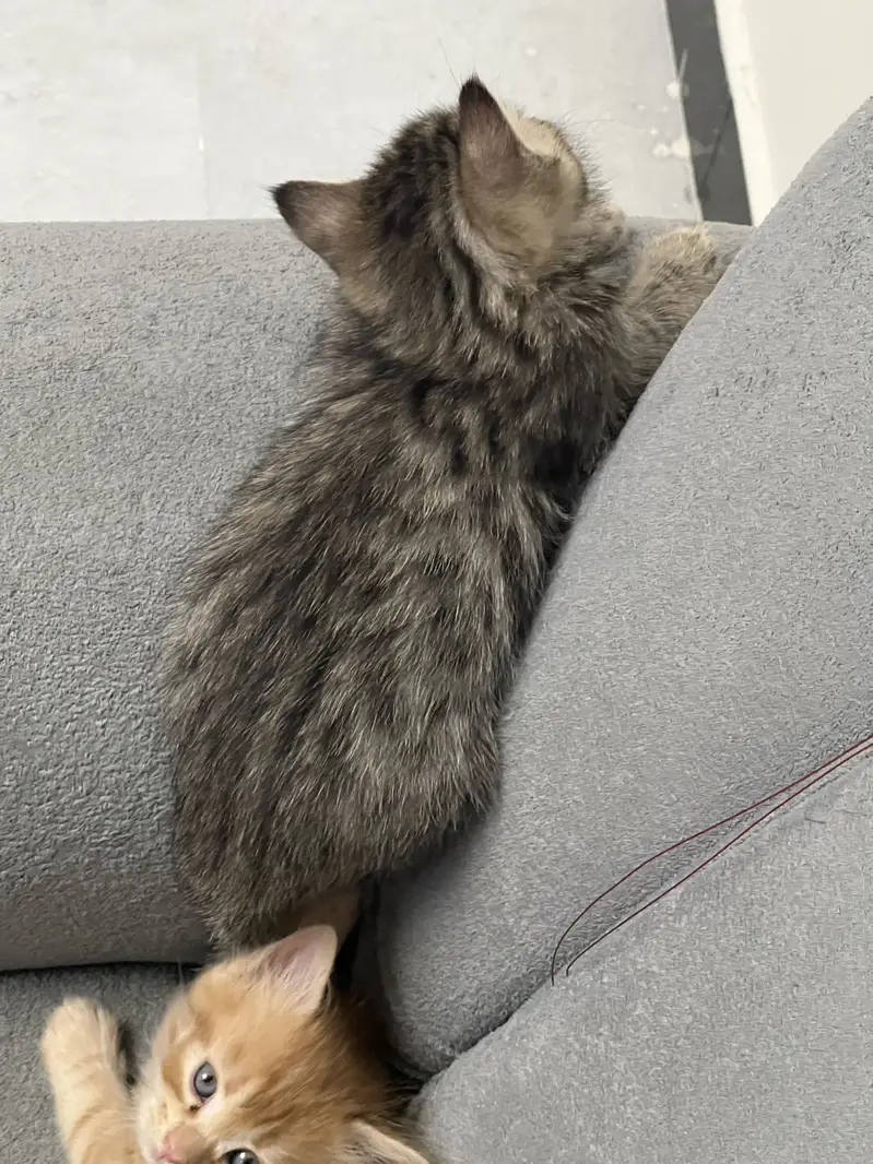 Persian kittens triple and double coated — photo 3