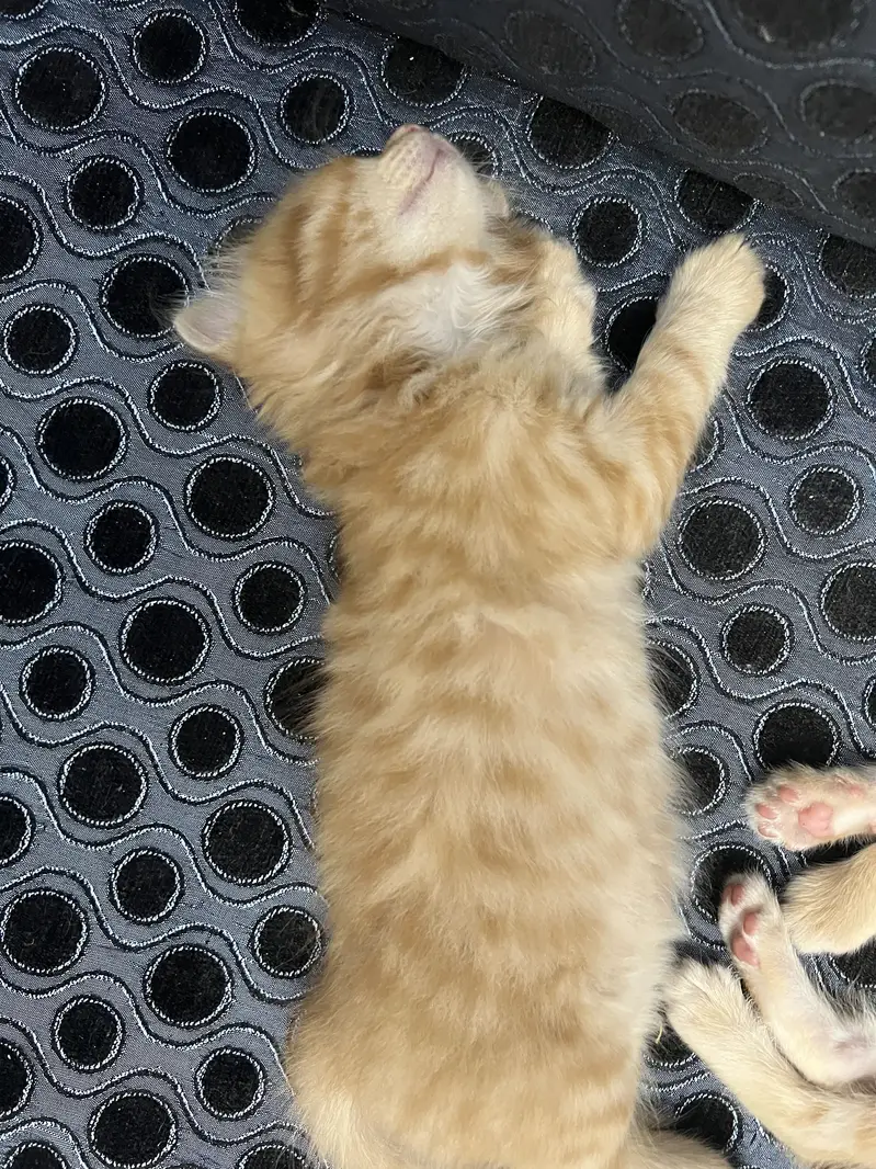 Persian kittens triple and double coated — photo 4