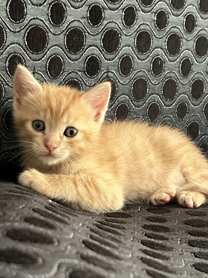 Persian kittens triple and double coated — photo 5