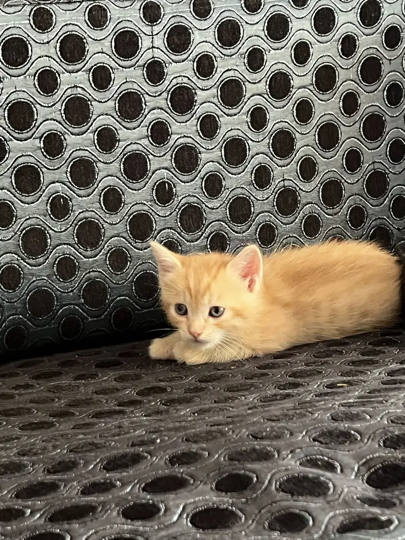 Persian kittens triple and double coated — photo 6