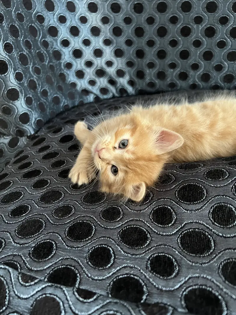 Persian kittens triple and double coated — photo 7
