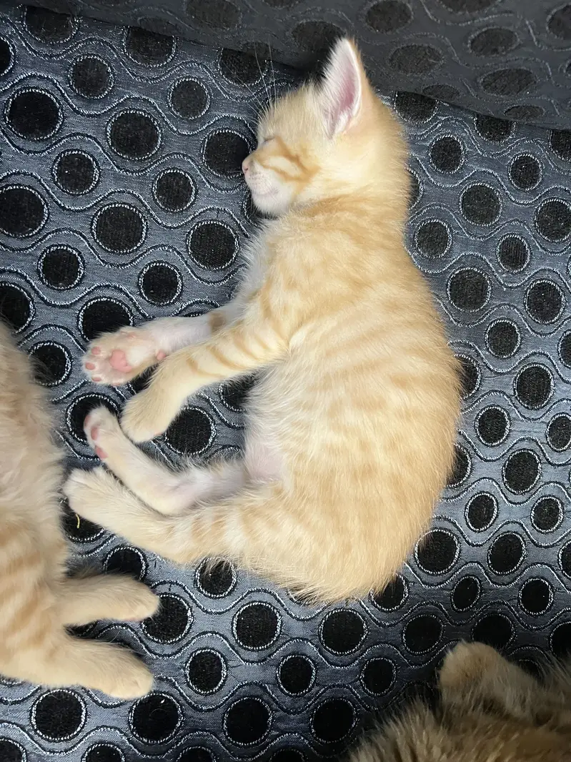 Persian kittens triple and double coated — photo 8