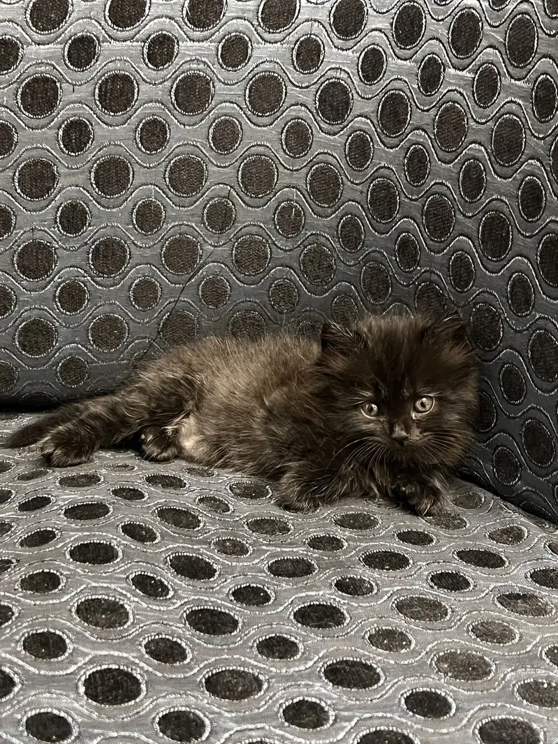 Persian kittens triple and double coated — photo 9