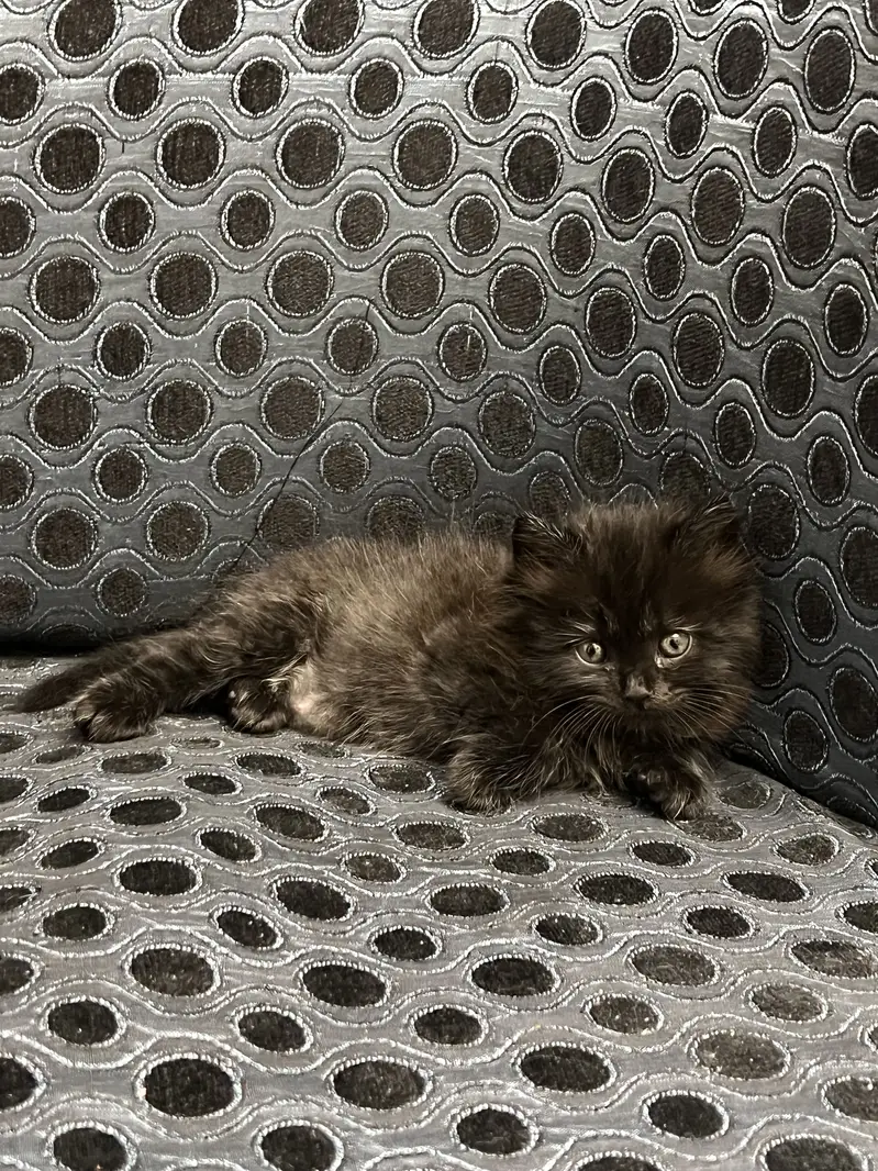 Persian kittens triple and double coated — photo 10